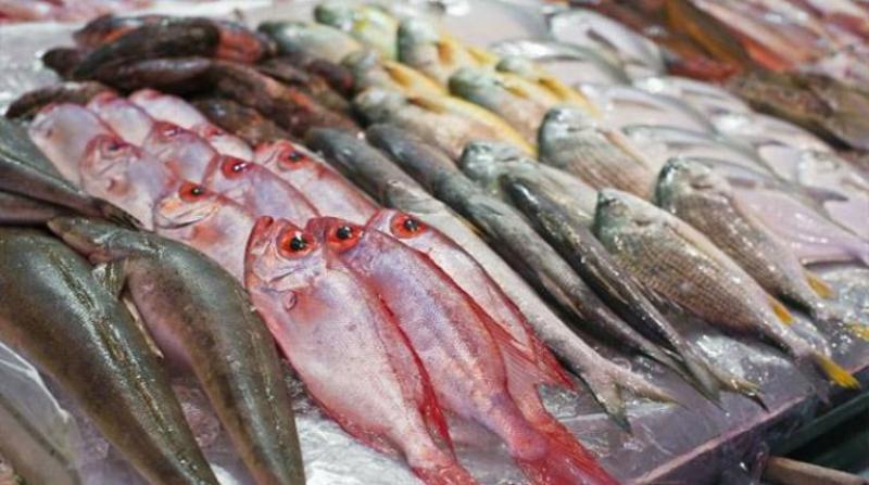 أسعار الأسماك اليوم السبت 8-7-2023.. والبلطي من 60- 80 جنيهًا