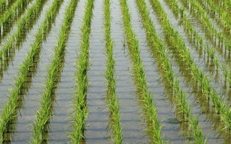 ينتج نحو 6 طن لكل فدان.. كل ما تريد معرفته عن زراعة «الأرز العرابي» بالأراضي الصحراوية