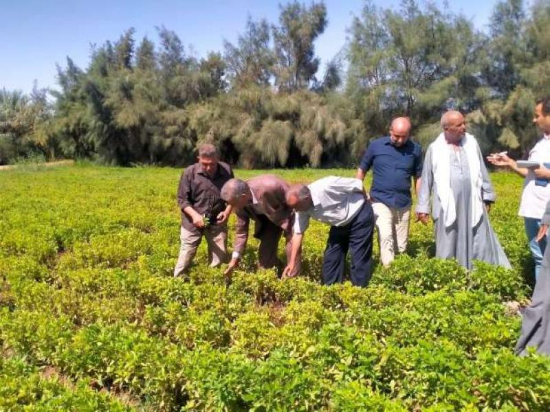 منتجو الريحان بأسيوط - أرشيفية