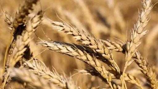 بـ837.5 ألف طن.. مصر تتصدر قائمة مشتري القمح الروسي خلال أكتوبر بـ837.5 ألف طن.. مصر تتصدر قائمة مشتري القمح الروسي خلال أكتوبر