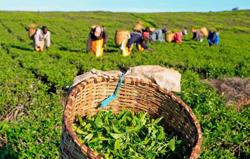 مصر تشتري الشاي الكيني بالمقايضة بسبب نقص الدولار