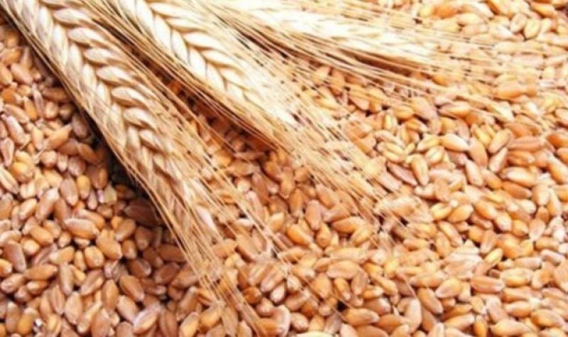 الزراعة: نستهدف زيادة المساحة المزروعة من القمح