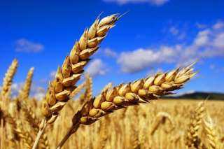 رفع توقعات إنتاج القمح اللين في الاتحاد الأوروبي