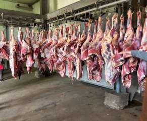 التموين: ضح 150 طنًا من اللحوم يوميًا و10 آلاف رأس خراف حية ومبردة| فيديو