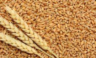 صادرات القمح الأوكراني تسجل 18 مليون طن هذا الموسم