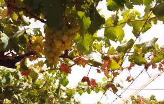 زراعة 200 فدان من أجود أنواع العنب في توشكى| فيديو