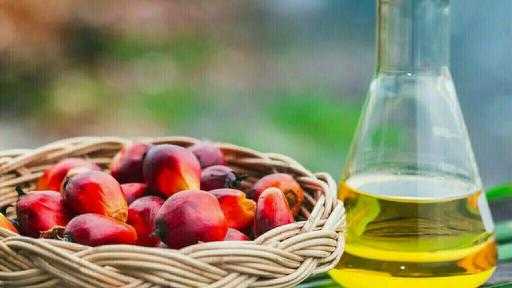 زيت النخيل يصعد مجددًا ويقترب من مكاسب أسبوعية جديدة زيت النخيل يصعد مجددًا ويقترب من مكاسب أسبوعية جديدة