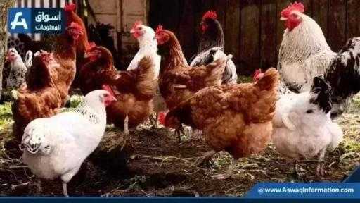 سعر الفراخ البيضاء.. أسعار الدواجن اليوم الثلاثاء بالمزرعة سعر الفراخ البيضاء.. أسعار الدواجن اليوم الثلاثاء بالمزرعة