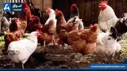 ارتفاع سعر الفراخ البيضاء.. أسعار الدواجن اليوم الخميس بالمزرعة ارتفاع سعر الفراخ البيضاء.. أسعار الدواجن اليوم الخميس بالمزرعة