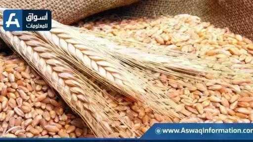 أسعار القمح اليوم الأربعاء عند التاجر.. الطن الروسي بكام أسعار القمح اليوم الأربعاء عند التاجر.. الطن الروسي بكام