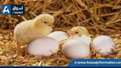 تراجع سعر الكتكوت الساسو.. أسعار الكتاكيت اليوم الخميس بالمزرعة تراجع سعر الكتكوت الساسو.. أسعار الكتاكيت اليوم الخميس بالمزرعة