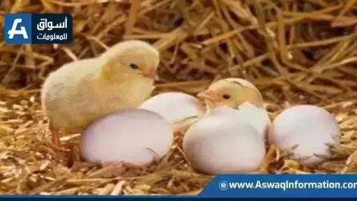تراجع سعر الكتكوت الأبيض.. أسعار الكتاكيت اليوم الأربعاء بالمزرعة تراجع سعر الكتكوت الأبيض.. أسعار الكتاكيت اليوم الأربعاء بالمزرعة