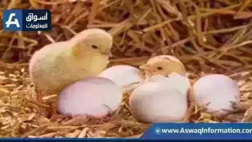 ارتفاع سعر الكتكوت الأبيض.. أسعار الكتاكيت اليوم الأحد بالمزرعة ارتفاع سعر الكتكوت الأبيض.. أسعار الكتاكيت اليوم الأحد بالمزرعة