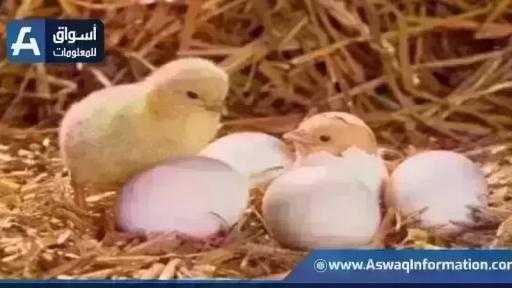 سعر الكتكوت الأبيض.. أسعار الكتاكيت اليوم الإثنين بالمزرعة سعر الكتكوت الأبيض.. أسعار الكتاكيت اليوم الإثنين بالمزرعة