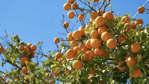 الموالح والبطاطس في المقدمة.. الصادرات الزراعية المصرية تتجاوز 3.7 ملايين طن خلال... الموالح والبطاطس في المقدمة.. الصادرات الزراعية المصرية تتجاوز 3.7 ملايين طن خلال العام الجاري