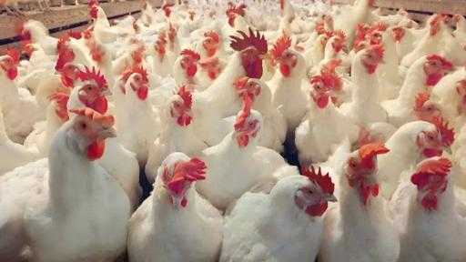 ”الزراعة”: تحصين 1.5 مليون طائر خلال أكتوبر لتعزيز الأمان الحيوي ”الزراعة”: تحصين 1.5 مليون طائر خلال أكتوبر لتعزيز الأمان الحيوي