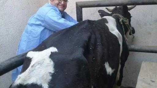 «الزراعة»: تحصين الماشية بأكثر من 8.1 مليون جرعة للقاحي «الحمى القلاعية» و«الوادي... «الزراعة»: تحصين الماشية بأكثر من 8.1 مليون جرعة للقاحي «الحمى القلاعية» و«الوادي المتصدع»