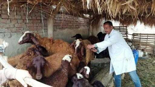خلال أسبوع.. ”الزراعة” تُحصن أكثر من مليون رأس ماشية ضد الجلد العقدي... خلال أسبوع.. ”الزراعة” تُحصن أكثر من مليون رأس ماشية ضد الجلد العقدي وجدري الأغنام
